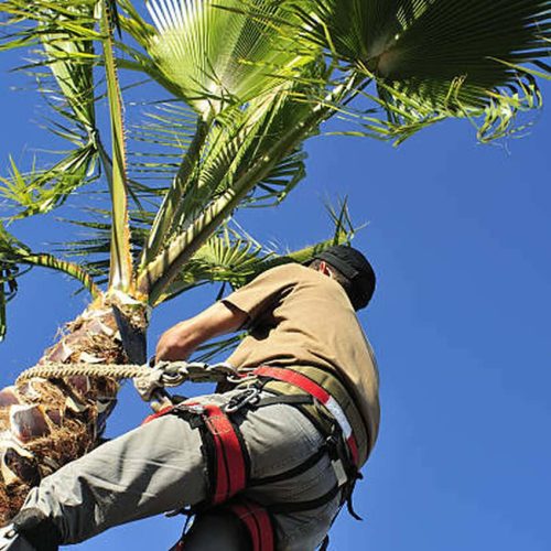 sick-palm-tree-pictures-1280-x-849-92qpm3jw69zjj136