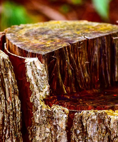 tree-stump-removal